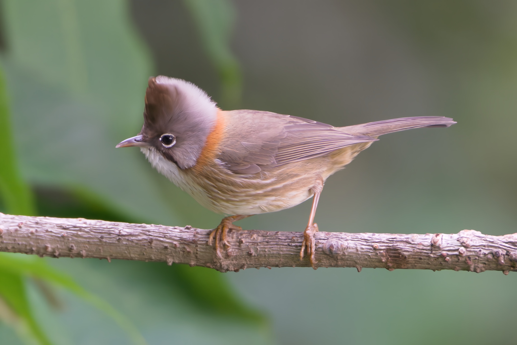 Whiskered Yuhina
