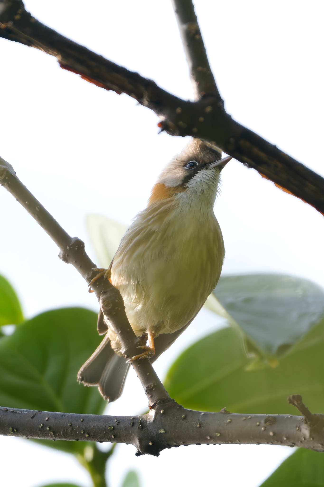 Whiskered Yuhina