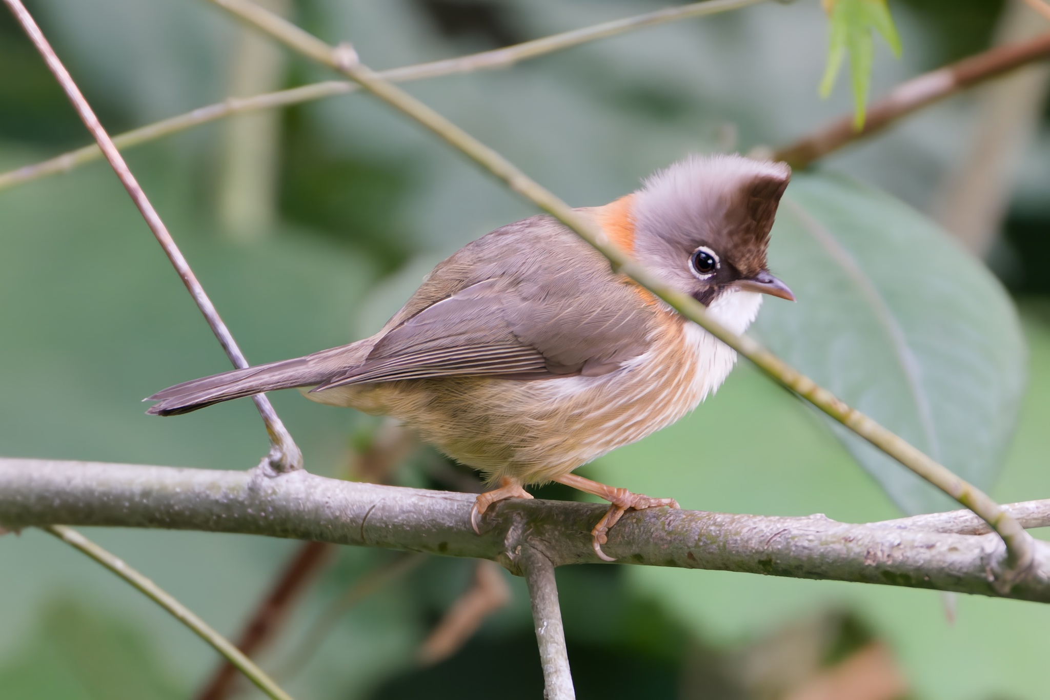 Whiskered Yuhina