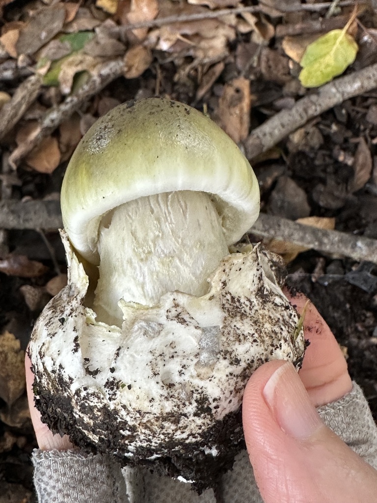 Amanita phalloides · November 2025 · photo: © ocean_beach_goth (iNaturalist, cc-by)
