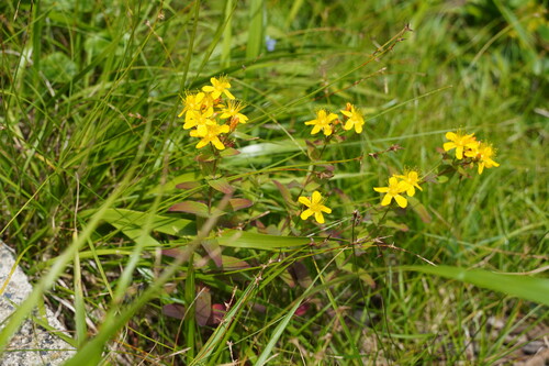 Hypericum senanense iNat (3)