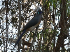 Coua cristata