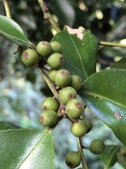 Ilex ficoidea