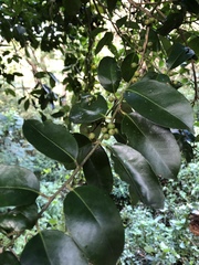 Ilex ficoidea