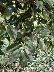 Ilex ficoidea