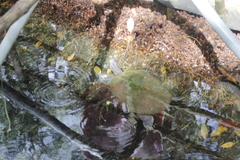 Trachemys venusta iversoni