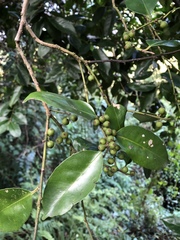 Ilex ficoidea