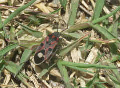 Lygaeus alboornatus