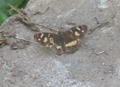 Telenassa berenice