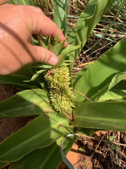 Eucomis autumnalis