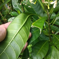 Tabernaemontana alba