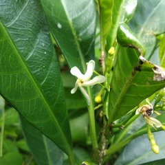 Tabernaemontana alba