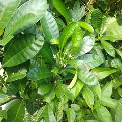 Tabernaemontana alba