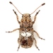 Toxonotus cornutus - Photo (c) Mike Quinn, Austin, TX, some rights reserved (CC BY-NC), uploaded by Mike Quinn, Austin, TX