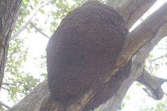 Nasutitermes corniger