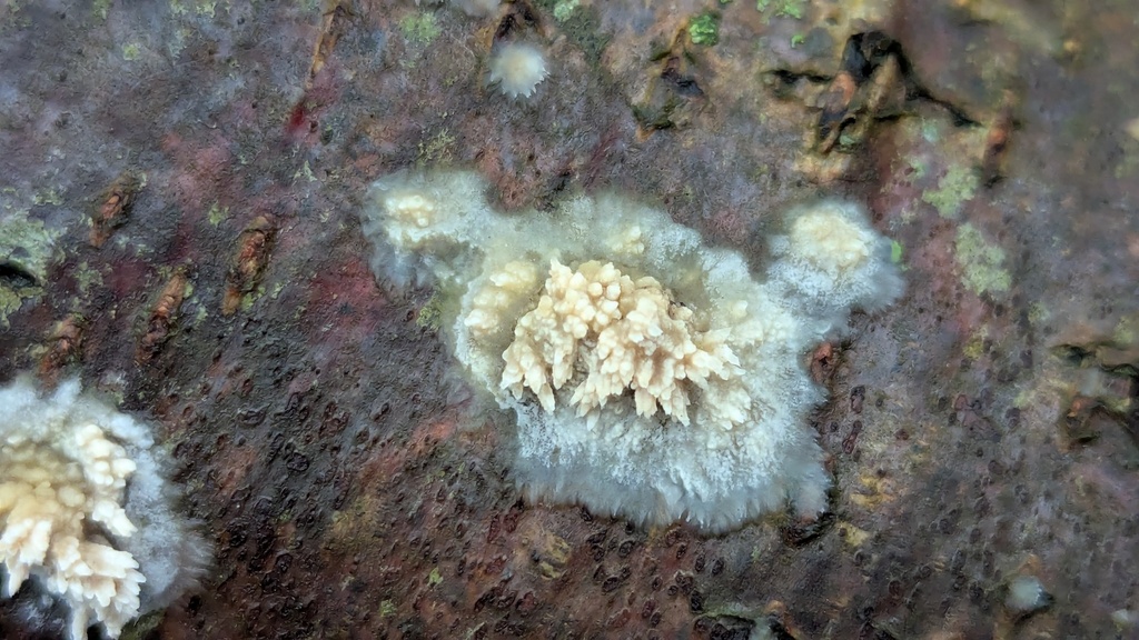 Basidioradulum radula