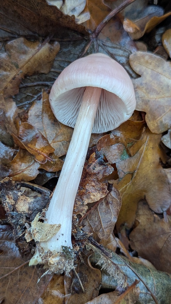 Mycena rosea · November 2025 · photo: © rudolphous (iNaturalist, cc-by)