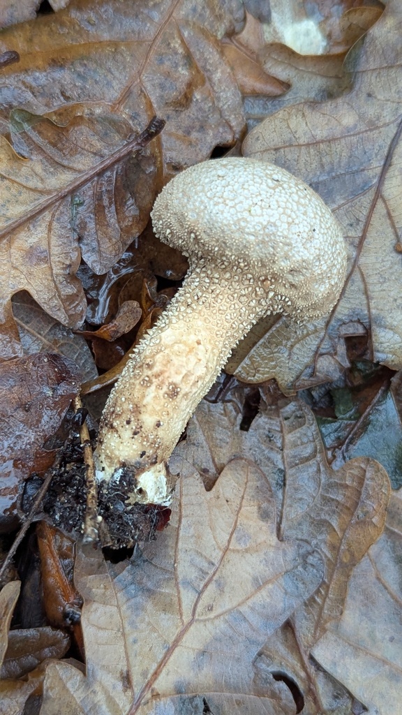 Lycoperdon perlatum · November 2025 · photo: © rudolphous (iNaturalist, cc-by)