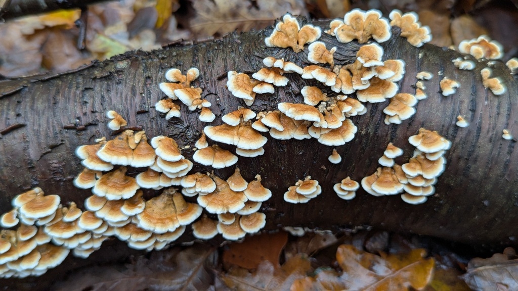 Plicatura crispa · November 2025 · photo: © rudolphous (iNaturalist, cc-by)