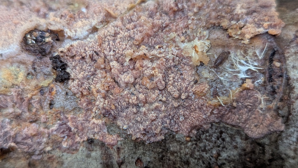 Phlebia radiata · November 2025 · photo: © rudolphous (iNaturalist, cc-by)