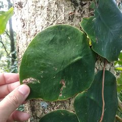 Monstera tuberculata