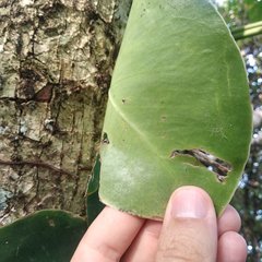 Monstera tuberculata