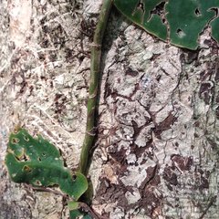 Monstera tuberculata
