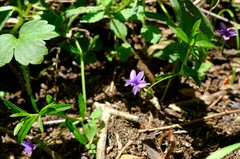Monopsis stellarioides