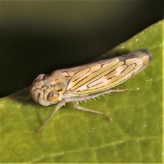 Apogonalia