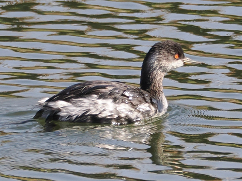 Eared Grebe
