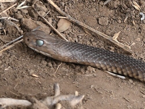 Eastern Brown Snake sighting
