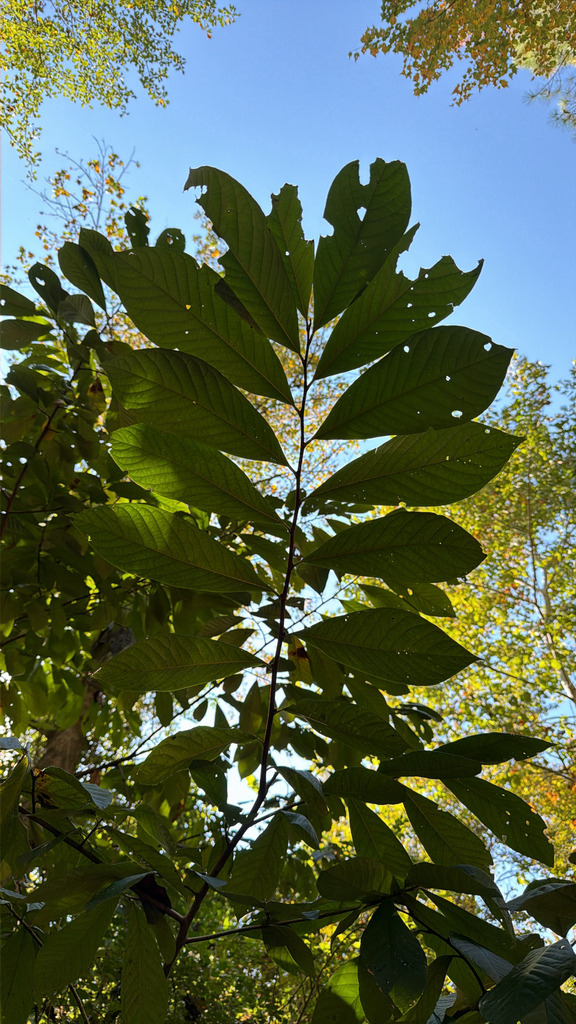 common pawpaw from Auburn, AL, US on November 8, 2025 at 12:06 PM by ...