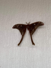 Coscinocera hercules