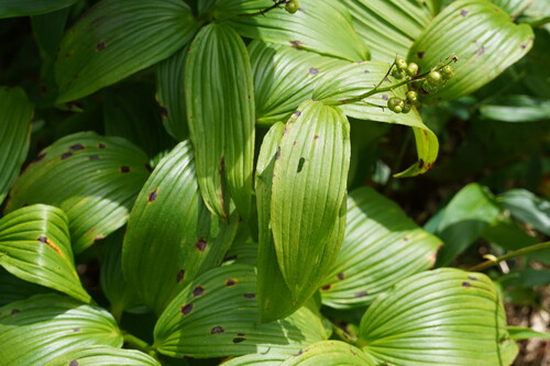 Maianthemum yesoense iNat (1)