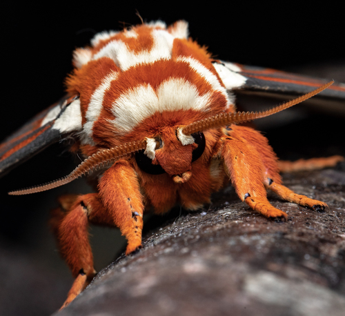 Regal Moth