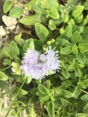 Ageratum maritimum