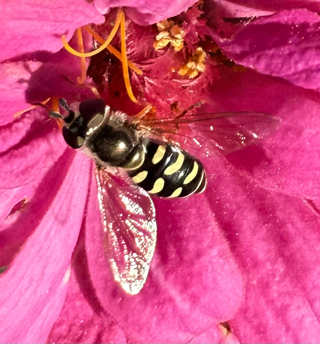 Unknown species found near Anderson Pl SE, Albuquerque, NM, US