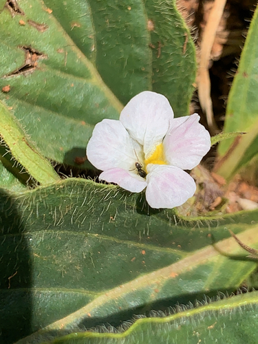 Image of Crabbea acaulis by (c) Matthew Fainman, some rights reserved (CC BY)