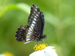 Catasticta flisa flisa