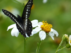 Catasticta flisa flisa