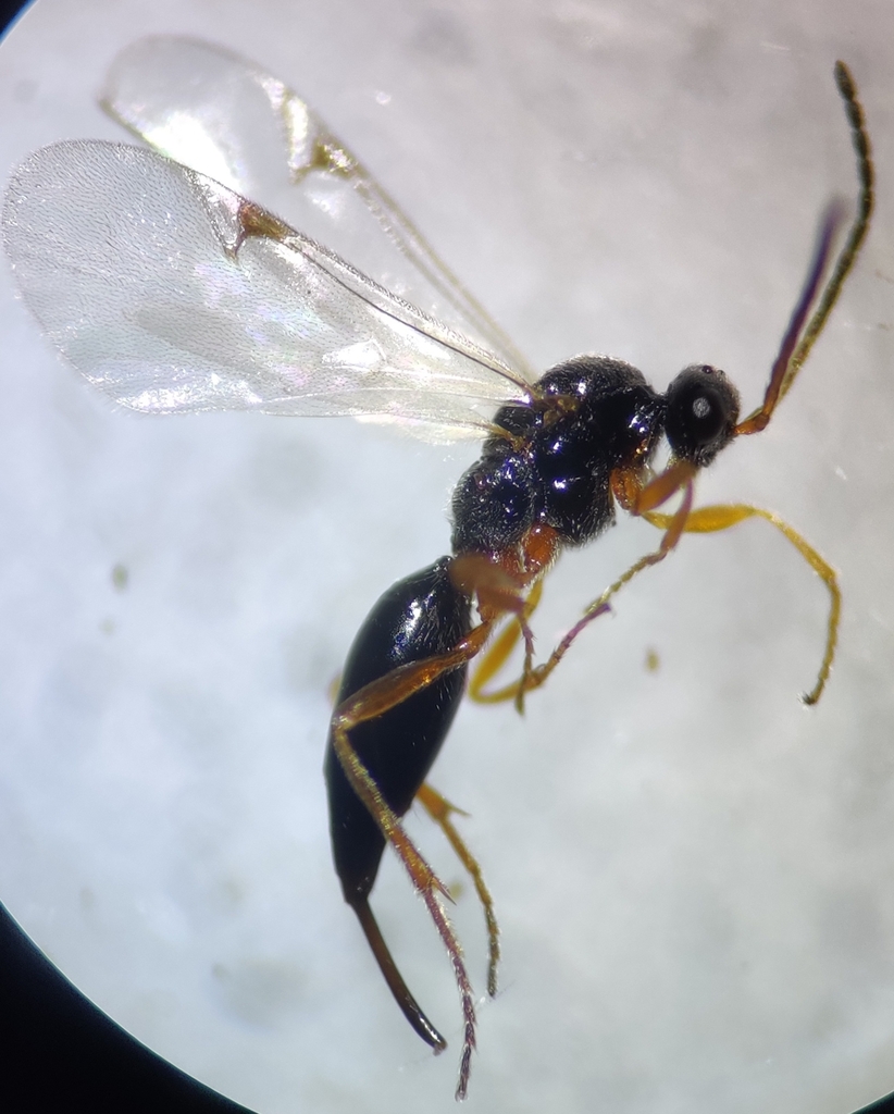 Tretoserphus perkinsi