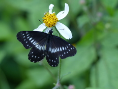 Catasticta flisa flisa