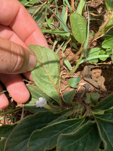 Image of Crabbea acaulis by (c) Matthew Fainman, some rights reserved (CC BY)