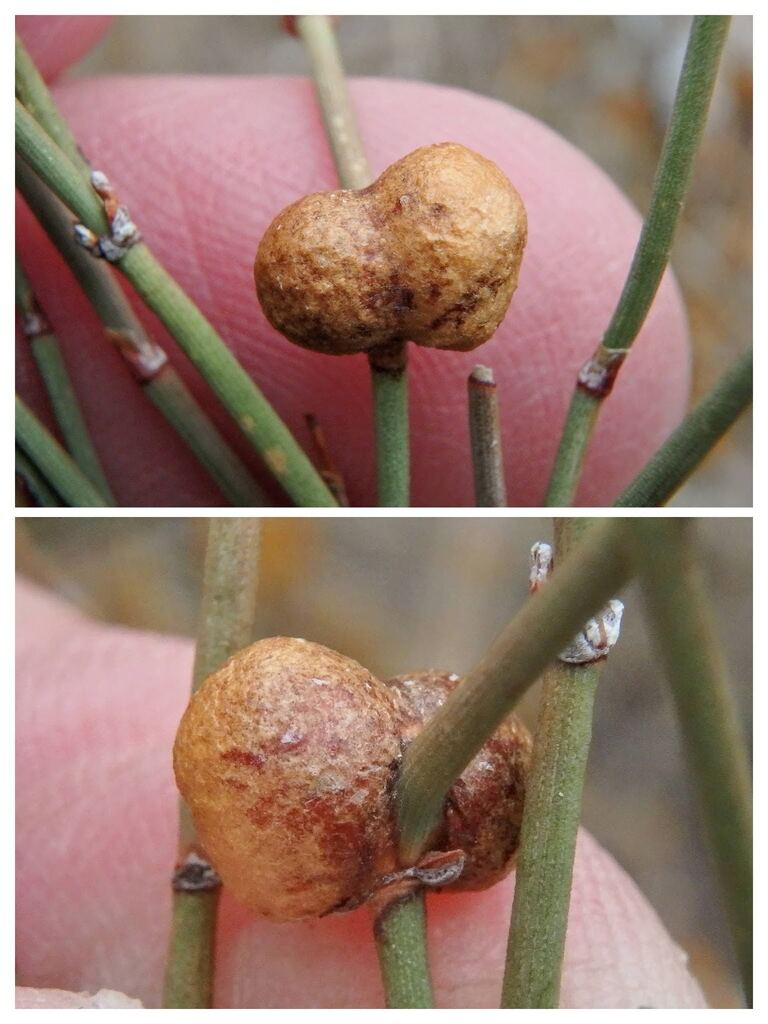 Eurytoma gallephedrae