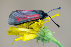 Zygaena minos