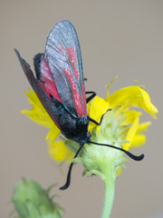 Zygaena minos