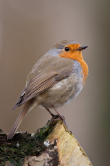European Robin photo 3