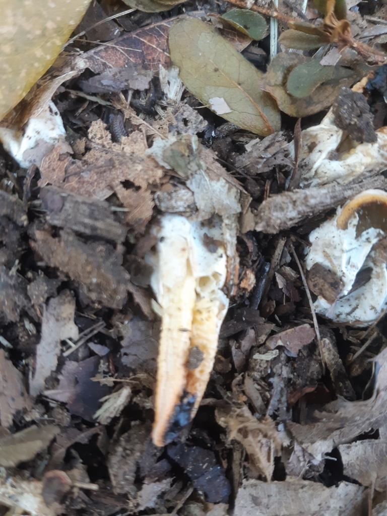 Clathrus bicolumnatus · November 2025 · photo: © imori_miho (iNaturalist, cc-by)