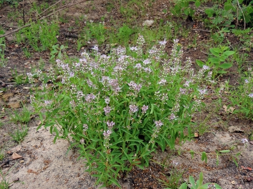 Copperflower (Ocimum centraliafricanum)