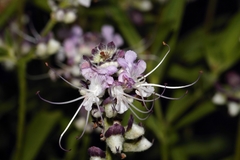 Ocimum centraliafricanum
